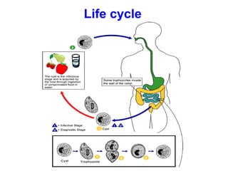Life cycle
 