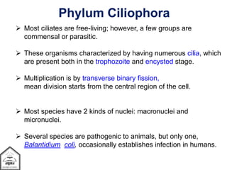  Most ciliates are free-living; however, a few groups are
commensal or parasitic.
 These organisms characterized by having numerous cilia, which
are present both in the trophozoite and encysted stage.
 Multiplication is by transverse binary fission,
mean division starts from the central region of the cell.
 Most species have 2 kinds of nuclei: macronuclei and
micronuclei.
 Several species are pathogenic to animals, but only one,
Balantidium coli, occasionally establishes infection in humans.
Phylum Ciliophora
 