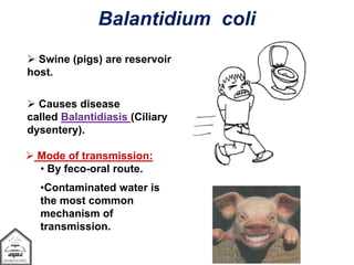  Swine (pigs) are reservoir
host.
 Causes disease
called Balantidiasis (Ciliary
dysentery).
 Mode of transmission:
• By feco-oral route.
•Contaminated water is
the most common
mechanism of
transmission.
Balantidium coli
 
