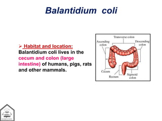  Habitat and location:
Balantidium coli lives in the
cecum and colon (large
intestine) of humans, pigs, rats
and other mammals.
Balantidium coli
 