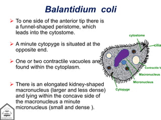  To one side of the anterior tip there is
a funnel-shaped peristome, which
leads into the cytostome.
 A minute cytopyge is situated at the
opposite end.
 One or two contractile vacuoles are
found within the cytoplasm.
 There is an elongated kidney-shaped
macronucleus (larger and less dense)
and lying within the concave side of
the macronucleus a minute
micronucleus (small and dense ).
Balantidium coli
Cytopyge
Micronucleus
Contractile V
Macronucleus
cytostome
cilia
 