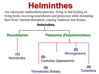(4)
Turbellaria
Helminthes
Are eukaryotic multicellular parasites living in and feeding on
living hosts, receiving nourishment and protection while disrupting
their hosts' nutrient absorption, causing weakness and disease.
(2)
Cestodes (tapeworms)
Roundworms
(3)
Trematodes (flukes)
Flatworms (Platyhelminthes)
(1)
Nematodes
Helminthes
(3)
Monogeneans
Souzan Eassa 1
 