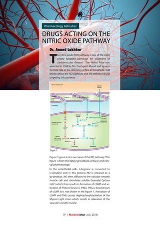 19 | MedicinMan July 2018
T
he nitric oxide (NO) pathway is one of the most
widely targeted pathways for treatment of
cardiovascular disease. The Nobel Prize was
awarded in 1998 to Drs. Furchgott, Murad and Ignarro
for their role in the discovery of NO. In this article I will
briefly revise the NO pathway and the different drugs
targeting this pathway
Figure 1 gives a nice overview of the NO pathway. This
figure is from the Katzung textbook of basic and clini-
cal pharmacology.
In the endothelial cells, L-Arginine is converted to
L-Citrulline and in this process NO is released as a
by-product. NO then diffuses to the vascular smooth
muscle cell and stimulates soluble Guanylyl Cyclase
(sGC) which then results in formation of cGMP and ac-
tivation of Protein Kinase G {PKG}. PKG is downstream
of cGMP. It is not shown in the figure 1. Activation of
cGMP and PKG causes dephophosphorylation of the
Myosin Light chain which results in relaxation of the
vascular smooth muscle.

Dr. Anand Lakhkar
Pharmacology Refresher
Figure 1
DRUGS ACTING ON THE
NITRIC OXIDE PATHWAY
 