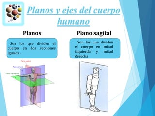 Planos y ejes del cuerpo
humano
Planos
Son los que dividen el
cuerpo en dos secciones
iguales .
Plano sagital
Son los que dividen
el cuerpo en mitad
izquierda y mitad
derecha
 