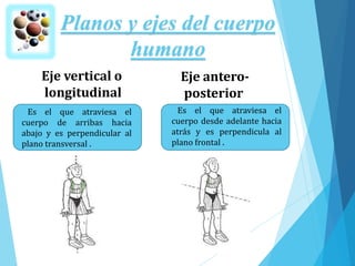 Planos y ejes del cuerpo
humano
Eje vertical o
longitudinal
Es el que atraviesa el
cuerpo de arribas hacia
abajo y es perpendicular al
plano transversal .
Eje antero-
posterior
Es el que atraviesa el
cuerpo desde adelante hacia
atrás y es perpendicula al
plano frontal .
 