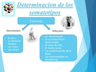 Determinacion de los
somatotipos
• El sexo.
• La herencia
familiar.
• Las razas.
• Las etnias.
Factores
Determinantes Influyentes
• La alimentación.
• La actividad física
desarrollada.
• El estilo de vida.
• El medio social.
• Las condicionantes de la
Moda.
• Las enfermedades no
hereditarias.
 
