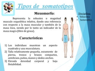 Tipos de somatotipos
Mesomorfo:
Representa la robustez o magnitud
musculo esquelética relativa, dando una referencia
con respecto a la masa muscular y también de la
masa ósea, siendo por lo tanto un indicador de la
masa magra (libre de grasa).
Carecteristicas
1) Los individuos muestran un aspecto
cuadrado y una musculatura.
2) Talla relativamente pequeña, oseamente de
pierna, tronco y brazos compactos,
antebrazo, puños, manos y dedos anchos.
3) Elevada densidad corporal y baja
flotabilidad.
Discipilina
• Velocista
• heterofilia
 
