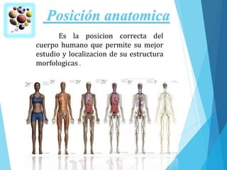 Posición anatomica
Es la posicion correcta del
cuerpo humano que permite su mejor
estudio y localizacion de su estructura
morfologicas .
 