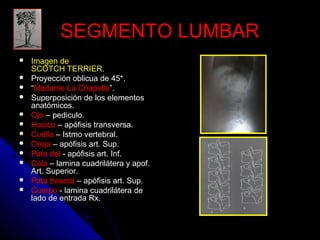 SSEEGGMMEENNTTOO LLUUMMBBAARR 
 IImmaaggeenn ddee 
SSCCOOTTCCHH TTEERRRRIIEERR.. 
 PPrrooyyeecccciióónn oobblliiccuuaa ddee 4455**.. 
 ““MMaaddaammee LLaa CChhaappeellllee””.. 
 SSuuppeerrppoossiicciióónn ddee llooss eelleemmeennttooss 
aannaattóómmiiccooss.. 
 OOjjoo –– ppeeddiiccuulloo.. 
 HHoocciiccoo –– aappóóffiissiiss ttrraannssvveerrssaa.. 
 CCuueelllloo –– IIssttmmoo vveerrtteebbrraall.. 
 OOrreejjaa –– aappóóffiissiiss aarrtt.. SSuupp.. 
 PPaattaa ddeell -- aappóóffiissiiss aarrtt.. IInnff.. 
 CCoollaa –– llaammiinnaa ccuuaaddrriilláátteerraa yy aappooff.. 
AArrtt.. SSuuppeerriioorr.. 
 PPaattaa ttrraasseerraa –– aappóóffiissiiss aarrtt.. SSuupp.. 
 CCuueerrppoo -- llaammiinnaa ccuuaaddrriilláátteerraa ddee 
llaaddoo ddee eennttrraaddaa RRxx.. 
 