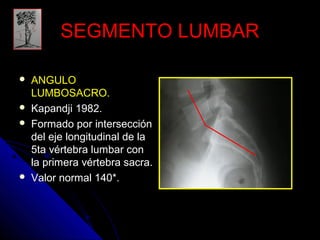 SSEEGGMMEENNTTOO LLUUMMBBAARR 
 AANNGGUULLOO 
LLUUMMBBOOSSAACCRROO.. 
 KKaappaannddjjii 11998822.. 
 FFoorrmmaaddoo ppoorr iinntteerrsseecccciióónn 
ddeell eejjee lloonnggiittuuddiinnaall ddee llaa 
5ttaa vvéérrtteebbrraa lluummbbaarr ccoonn 
llaa pprriimmeerraa vvéérrtteebbrraa ssaaccrraa.. 
 VVaalloorr nnoorrmmaall 114400**.. 
 