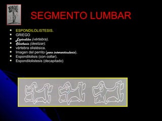 SSEEGGMMEENNTTOO LLUUMMBBAARR 
 EESSPPOONNDDIILLOOLLIISSTTEESSIISS.. 
 GGRRIIEEGGOO 
 EEssppóónnddiillooss ((vvéérrtteebbrraa)).. 
 OOlliisstthheessiiss ((ddeesslliizzaarr)).. 
 vvéérrtteebbrraa oolliissttèèssiiccaa.. 
 IImmaaggeenn ddeell ppeerrrriittoo ((pars interarticularis)).. 
 EEssppoonnddiilloolliissiiss ((ccoonn ccoollllaarr)).. 
 EEssppoonnddiilloolliisstteessiiss ((ddeeccaappiittaaddoo)) 
 