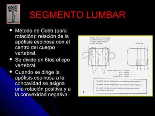 SSEEGGMMEENNTTOO LLUUMMBBAARR 
 MMééttooddoo ddee CCoobbbb ((ppaarraa 
rroottaacciióónn)):: rreellaacciióónn ddee llaa 
aappóóffiissiiss eessppiinnoossaa ccoonn eell 
cceennttrroo ddeell ccuueerrppoo 
vveerrtteebbrraall.. 
 SSee ddiivviiddee eenn 66ttooss eell ccppoo 
vveerrtteebbrraall.. 
 CCuuaannddoo ssee ddiirriiggee llaa 
aappóóffiissiiss eessppiinnoossaa aa llaa 
ccoonnccaavviiddaadd ssee aassiiggnnaa 
uunnaa rroottaacciióónn ppoossiittiivvaa yy aa 
llaa ccoonnvveexxiiddaadd nneeggaattiivvaa.. 
 