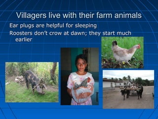 Villagers live with their farm animalsVillagers live with their farm animals
Ear plugs are helpful for sleepingEar plugs are helpful for sleeping
Roosters don’t crow at dawn; they start muchRoosters don’t crow at dawn; they start much
earlierearlier
 