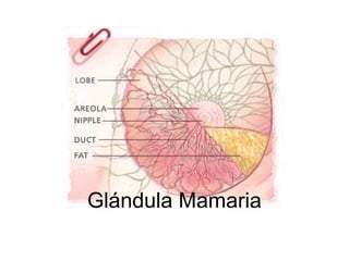 Glándula Mamaria
 