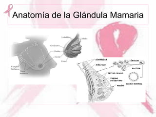 Anatomía de la Glándula Mamaria
 