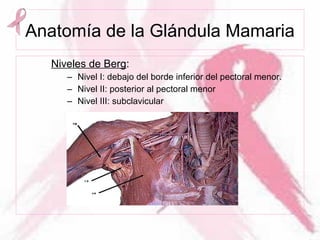 Anatomía de la Glándula Mamaria
Niveles de Berg:
– Nivel I: debajo del borde inferior del pectoral menor.
– Nivel II: posterior al pectoral menor
– Nivel III: subclavicular
 