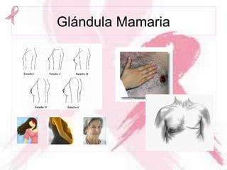 Glándula Mamaria
 