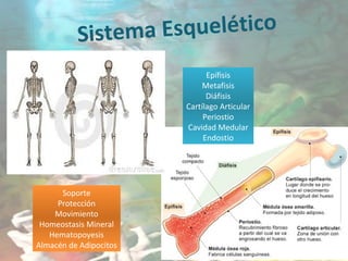 Sistema Esquelético
Soporte
Protección
Movimiento
Homeostasis Mineral
Hematopoyesis
Almacén de Adipocitos
Epífisis
Metafisis
Diáfisis
Cartílago Articular
Periostio
Cavidad Medular
Endostio
 
