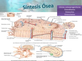 Síntesis Ósea Células osteoprogenitoras
Osteoblastos
Osteocitos
Osteoclastos
 