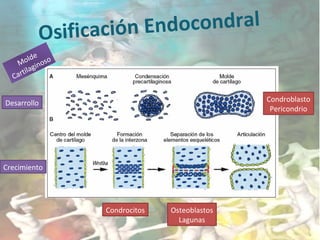 Osificación Endocondral
Molde
Cartilaginoso
Desarrollo
Crecimiento
Condroblasto
Pericondrio
Condrocitos Osteoblastos
Lagunas
 