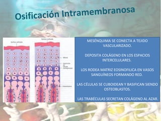 Osificación Intramembranosa
MESÉNQUIMA SE CONECTA A TEJIDO
VASCULARIZADO.
DEPOSITA COLÁGENO EN LOS ESPACIOS
INTERCELULARES.
LOS RODEA MATRIZ EOSINOFILICA EN VASOS
SANGUÍNEOS FORMANDO RED.
LAS CÉLULAS SE CUBOIDEAN Y BASIFICAN SIENDO
OSTEOBLASTOS.
LAS TRABÉCULAS SECRETAN COLÁGENO AL AZAR.
 