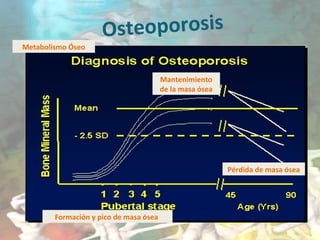 Osteoporosis
Pérdida de masa ósea
Formación y pico de masa ósea
Mantenimiento
de la masa ósea
Metabolismo Óseo
 
