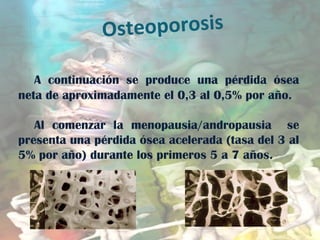 Osteoporosis
A continuación se produce una pérdida ósea
neta de aproximadamente el 0,3 al 0,5% por año.
Al comenzar la menopausia/andropausia se
presenta una pérdida ósea acelerada (tasa del 3 al
5% por año) durante los primeros 5 a 7 años.
 
