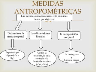 
MEDIDAS
ANTROPOMÉTRICAS
Las medidas antropométricas más comunes
tienen por objetivo:
Determinar la
masa corporal
Las dimensiones
lineales
Expresada por
el peso ( Gr y
Kg)
Como la
estatura, la talla
sentado y la
brazada relativa
( Cm y Mts)
la composición
corporal
La masa grasa
y
La masa magra
 