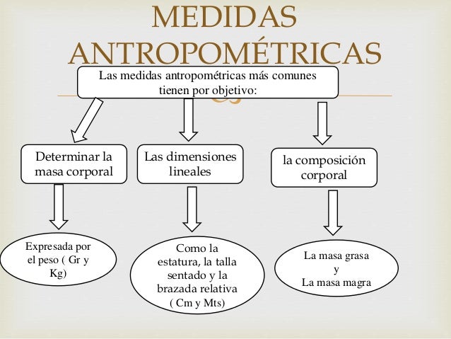 Medidas antropometricas taller