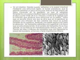     En el intestino, Giardia puede adherirse a la pared intestinal
    mediante una estructura rígida, el borde paradiscal, que le
    permite penetrar un poco la mucosa; éste es el mecanismo de
    daño conocido en la giardiosis, ya que al adherirse
    firmemente a la pared intestinal tapa una pequeña superficie(
    el disco suctor mide de 6 a 7 micras); a esto se le agrega que
    la irritación que produce esta estructura en la pared , hace
    que se secrete moco; por eso se dice que en la giardiosis se
    produce una irritación de tipo cararral; ese moco se queda
    también en la superficie, teniendo una doble obstrucción para
    la absorción , los trofozoítos adheridos a la superficie y el moco
    que se esta produciendo. SI el numero de trofozoítos no es muy
    grande, no se traduce en manifestaciones clínicas, pero , si son
    cientos de miles o millones de trofozoítos que van tapizando la
    pared del duodeno, entonces si tiene importancia Clínica
 