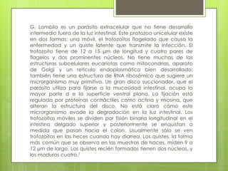 G. Lamblia es un parásito extracelular que no tiene desarrollo
intermedio fuera de la luz intestinal. Este protozoo unicelular existe
en dos formas: una móvil, el trofozoítos flagelado que causa la
enfermedad y un quiste latente que transmite la infección. El
trofozoíto tiene de 12 a 15 µm de longitud y cuatro pares de
flagelos y dos prominentes núcleos. No tiene muchas de las
estructuras subcelulares eucariotas como mitocondrias, aparato
de Golgi y un retículo endoplasmático bien desarrollado;
también tiene una estructura de RNA ribosómico que sugiere un
microrganismo muy primitivo. Un gran disco succionador, que el
parásito utiliza para fijarse a la mucosidad intestinal, ocupa la
mayor parte d e la superficie ventral plana. La fijación está
regulada por proteínas contráctiles como actina y miosina, que
alteran la estructura del disco. No está claro cómo este
microrganismo evade la degradación en la luz intestinal. Los
trofozoítos móviles se dividen por fisión binaria longitudinal en el
intestino delgado superior y posteriormente se enquistan a
medida que pasan hacia el colon. Usualmente sólo se ven
trofozoítos en las heces cuando hay diarrea. Los quistes, la forma
más común que se observa en las muestras de haces, miden 9 a
12 µm de largo. Los quistes recién formados tienen dos núcleos, y
los maduros cuatro.1
 