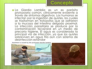 Concepto
   La Giardia Lamblia es un es parásito
    protozoario común, clínicamente evidente a
    través de síntomas digestivos. Los humanos se
    infectan por la ingestión de quistes, los cuales
    se trasforman en trofozoítos que se adhieren
    a la mucosa del intestino delgado proximal.
    La infección parasitaria se produce por la
    contaminación fecal/oral en un medio de
    precaria higiene. El agua es considerada la
    principal vía de infección, ya que los quistes
    sobreviven en agua fría aún con sistema de
    desinfección estándar
 