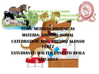 UNIVERSIDAD DE EL SALVADOR
FACULTAD MULTIDISCIPLINARIA PARACENTRAL
DEPARTAMENTO DE CIENCIAS AGRONOMICAS

TEMA: MEDIDAS HIGIENICAS
MATERIA: SANIDAD ANIMAL
CATEDRATICO: MSC. PREDRO ALONSO
PERÉZ
ESTUDIANTE: WALTER ERNESTO AYALA
AÑO:2013

 