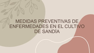 MEDIDAS PREVENTIVAS DE
ENFERMEDADES EN EL CULTIVO
DE SANDÍA
 