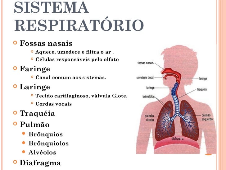 Funcao De Cada Orgao Do Sistema Respiratorio