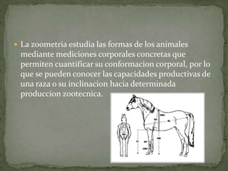 La zoometria estudia las formas de los animales mediante mediciones corporales concretas que permiten cuantificar su conformacion corporal, por lo que se pueden conocer las capacidades productivas de una raza o su inclinacion hacia determinada produccionzootecnica.,[object Object]