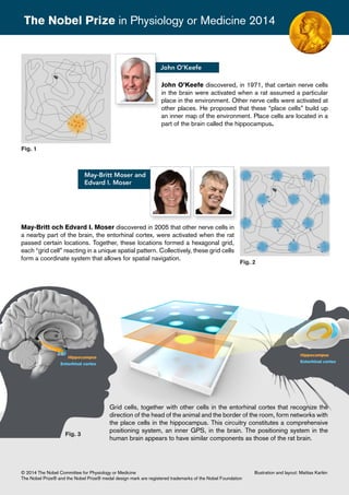 The Nobel Prize in Physiology or Medicine 2014 
John O’Keefe discovered, in 1971, that certain nerve cells 
in the brain were activated when a rat assumed a particular 
place in the environment. Other nerve cells were activated at 
other places. He proposed that these “place cells” build up 
an inner map of the environment. Place cells are located in a 
part of the brain called the hippocampus. 
Grid cells, together with other cells in the entorhinal cortex that recognize the 
direction of the head of the animal and the border of the room, form networks with 
the place cells in the hippocampus. This circuitry constitutes a comprehensive 
positioning system, an inner GPS, in the brain. The positioning system in the 
human brain appears to have similar components as those of the rat brain. 
Fig. 1 
© 2014 The Nobel Committee for Physiology or Medicine 
The Nobel Prize® and the Nobel Prize® medal design mark are registered trademarks of the Nobel Foundation 
Illustration and layout: Mattias Karlén 
May-Britt och Edvard I. Moser discovered in 2005 that other nerve cells in 
a nearby part of the brain, the entorhinal cortex, were activated when the rat 
passed certain locations. Together, these locations formed a hexagonal grid, 
each “grid cell” reacting in a unique spatial pattern. Collectively, these grid cells 
form a coordinate system that allows for spatial navigation. 
Fig. 2 
Fig. 3 
