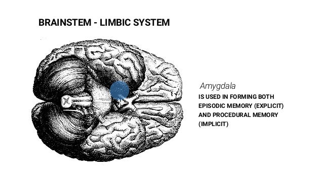 Mindful Human Resources: How social neuroscience can empower a more f…