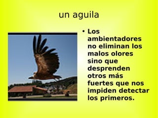 un aguila Los ambientadores no eliminan los malos olores sino que desprenden otros más fuertes que nos impiden detectar los primeros.