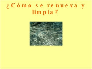 ¿Cómo se renueva y limpia? 