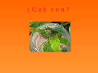 ¿Qué son? 