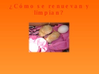 ¿Cómo se renuevan y limpian? 
