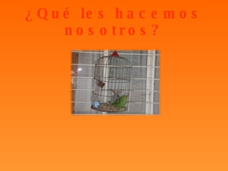 ¿Qué les hacemos nosotros? 