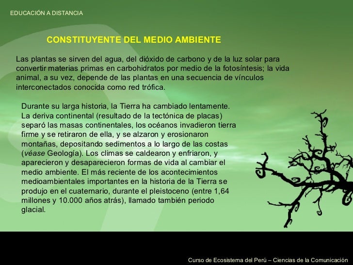 Las plantas se sirven del agua, del dióxido de carbono y de la luz solar para convertir materias primas en carbohidratos p...