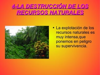 4-LA DESTRUCCIÓN DE LOS RECURSOS NATURALES La explotación de los recursos naturales es muy intensa,que ponemos en peligro su supervivencia.