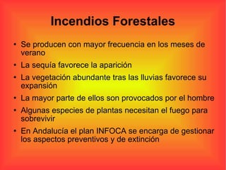 Incendios Forestales Se producen con mayor frecuencia en los meses de verano La sequía favorece la aparición La vegetación abundante tras las lluvias favorece su expansión La mayor parte de ellos son provocados por el hombre Algunas especies de plantas necesitan el fuego para sobrevivir En Andalucía el plan INFOCA se encarga de gestionar los aspectos preventivos y de extinción 