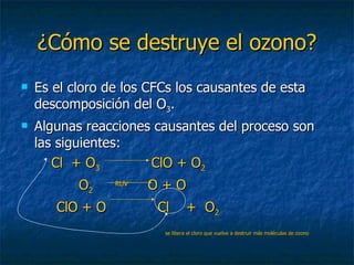 ¿Cómo se destruye el ozono? Es el cloro de los CFCs los causantes de esta descomposición del O 3 . Algunas reacciones causantes del proceso son las siguientes: Cl  + O 3   ClO + O 2   O 2  RUV   O + O ClO + O  Cl  +  O 2   se libera el cloro que vuelve a destruir más moléculas de ozono 