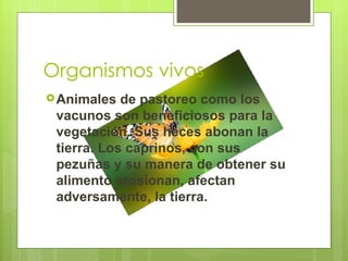 Organismos vivos
 Animales  de pastoreo como los
 vacunos son beneficiosos para la
 vegetación. Sus heces abonan la
 tierra. Los caprinos, con sus
 pezuñas y su manera de obtener su
 alimento erosionan, afectan
 adversamente, la tierra.
 