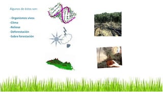 Algunos de éstos son:

- Organismos vivos
-Clima
-Relieve
-Deforestación
-Sobre forestación
 