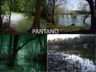 PANTANO.
 